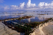 8 - Photos cultivateurs d'algues